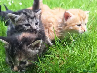 Mixed Breed cats 😼🩷Kittens looking for their forever homes💕 - Advert 9