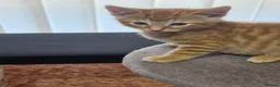 Mixed Breed cats for sale: Ginger boy and girl  - Advert 6