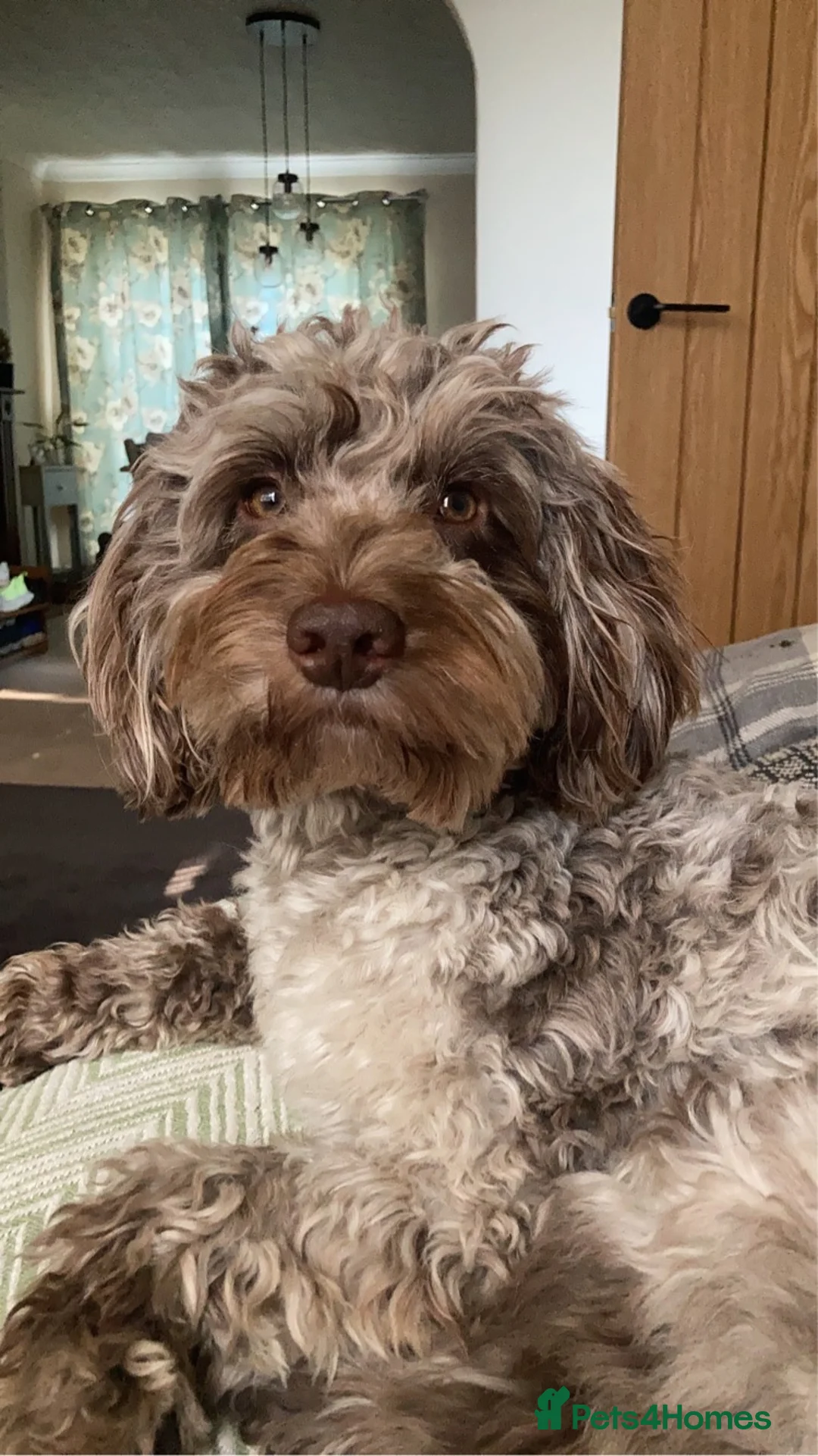 Cockapoo dogs for stud: f1 Merle cockapoo for stud in Nottingham - Advert 7