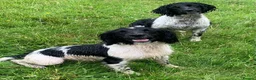 English Springer Spaniel dogs for stud: HEALTH TESTED FTCH bred springers for stud - Advert 2