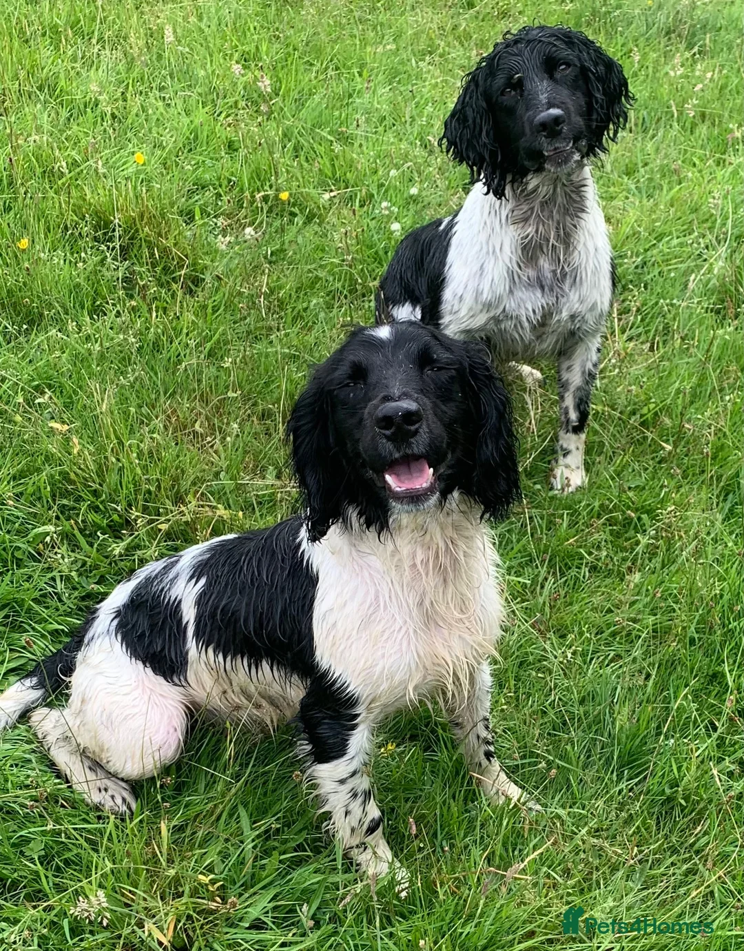 English Springer Spaniel dogs for stud: HEALTH TESTED FTCH bred springers for stud - Advert 2