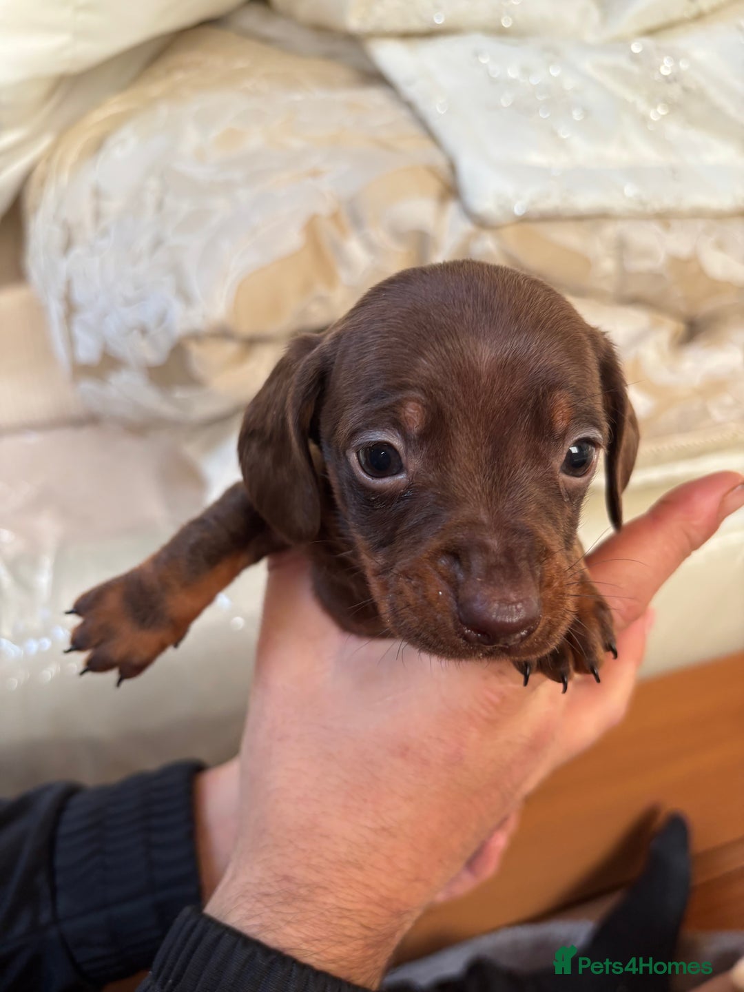 Dachshund dogs for sale: Dachshund puppies  - Advert 5