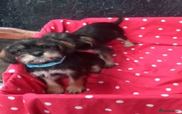Mixed Breed dogs for sale: Beautiful Shcnauzer cross Cavaliers for sale - Image 4