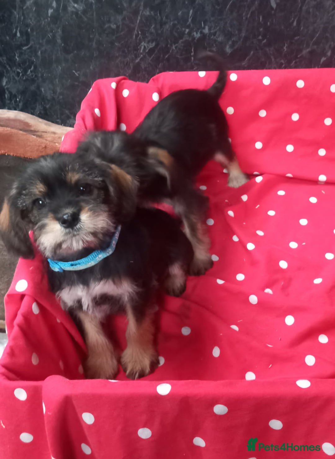 Mixed Breed dogs for sale: Beautiful Shcnauzer cross Cavaliers for sale - Image 4