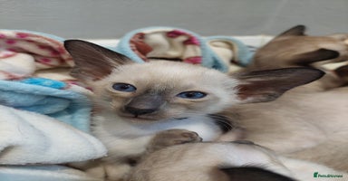 Siamese cats - Advert 7