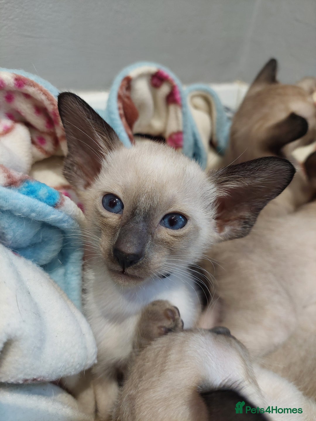 Siamese cats for sale: Siamese GCCF Registered Kittens - Image 3