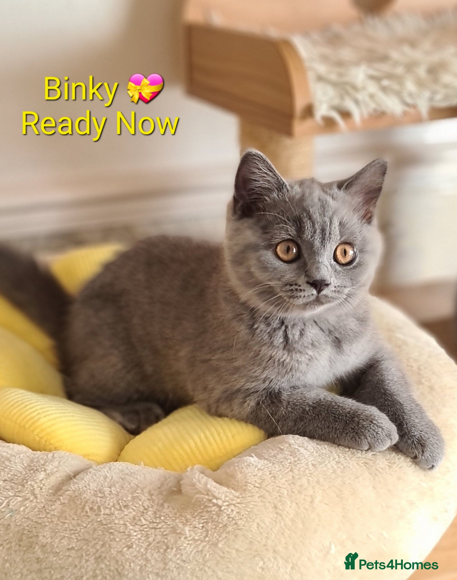 British Shorthair cats GCCF reg. Full vaccination BritishShorthair kitten - Advert 1