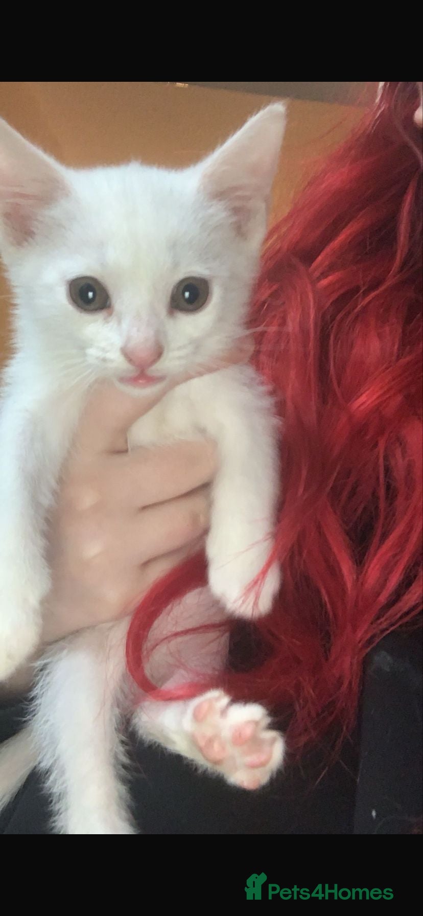 Mixed Breed cats Stunning White Kittens – Ready Now - Advert 1