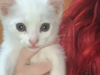 Mixed Breed cats Stunning White Kittens – Ready Now - Advert 1