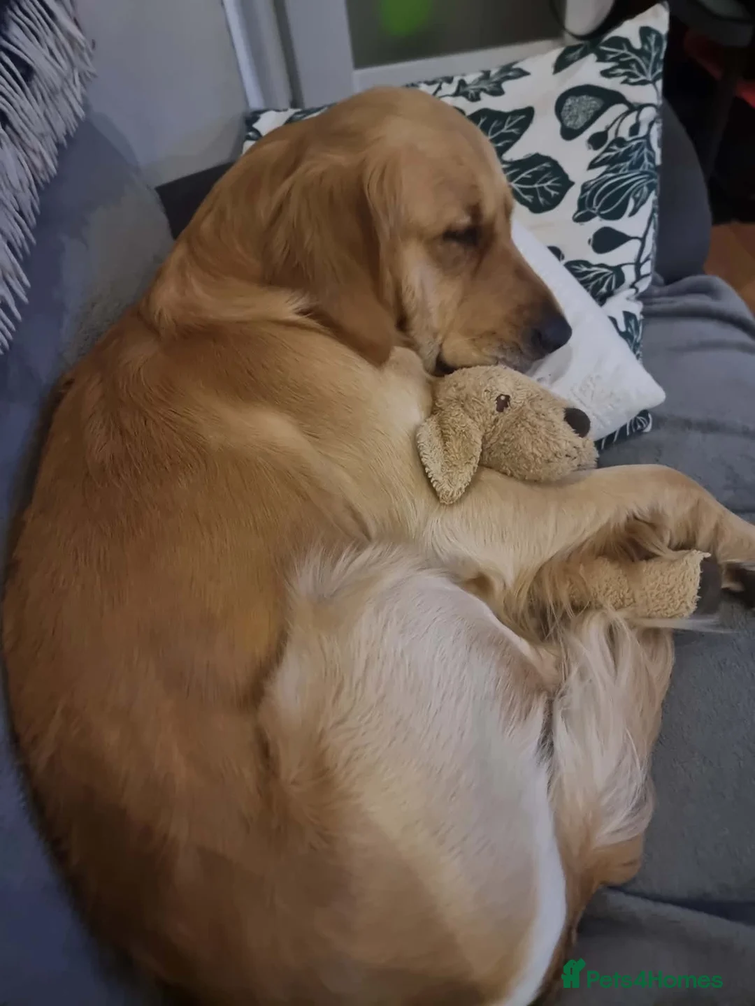 Golden Retriever dogs for stud: Golden Retriever Stud Dog – Northampton  - Advert 2