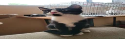 Domestic Shorthair cats for adoption: Shell - Advert 5