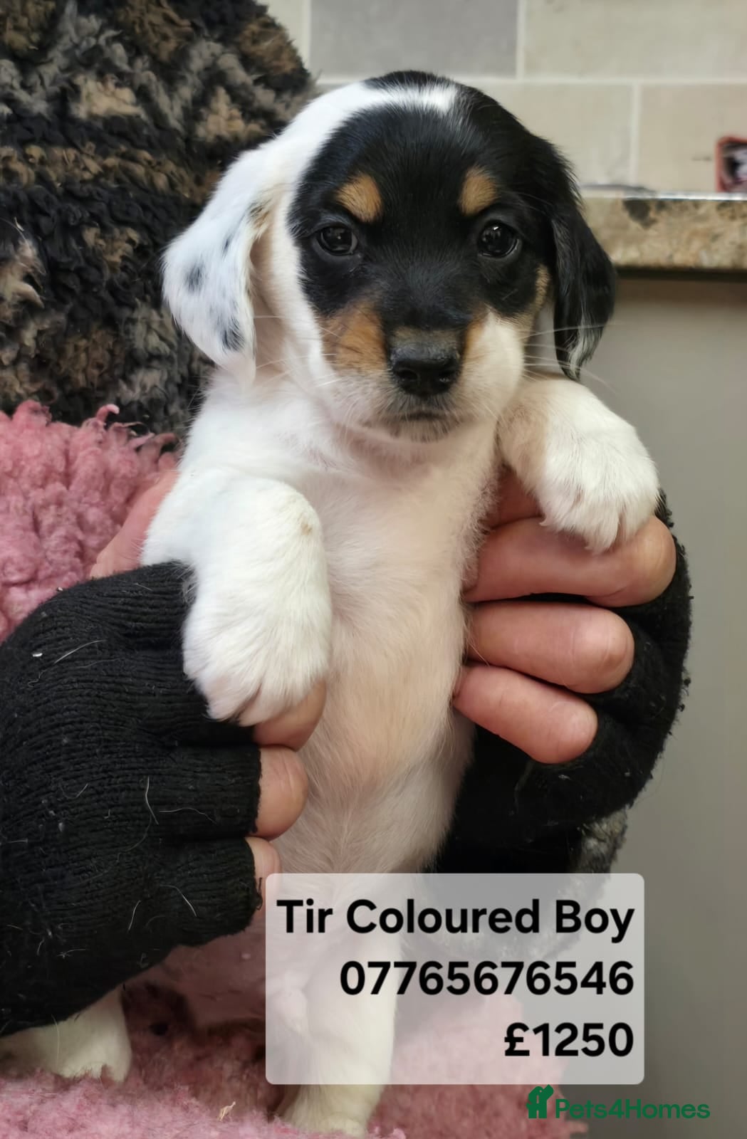 Mixed Breed dogs Jackapoo Puppies Homebred Ready To View Licenced  - Advert 16