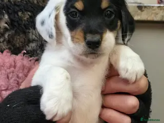 Mixed Breed dogs Jackapoo Puppies Homebred Ready To View Licenced - Advert 16