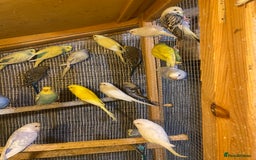 Budgerigars birds for sale: Colourful Budgies For Sale. - Image 2