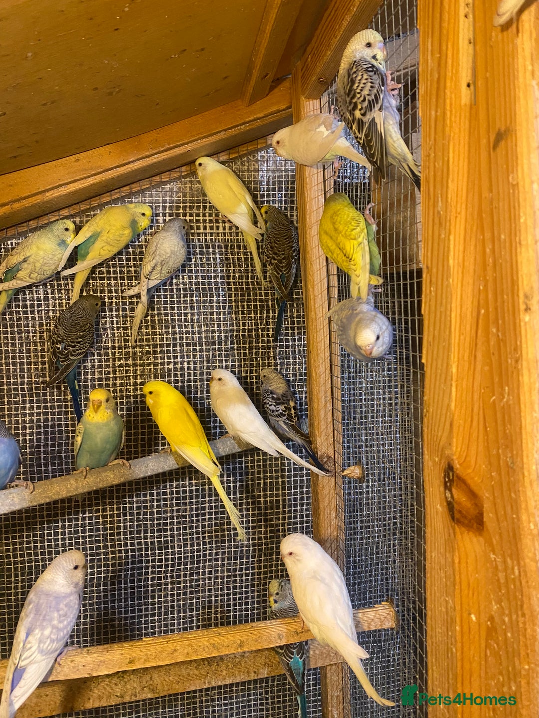Budgerigars birds for sale: Colourful Budgies For Sale. - Image 2