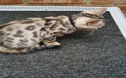 Bengal cats for sale: Female and male Bengal kittens - Advert 1