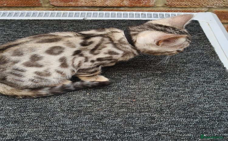 Bengal cats - Advert 12