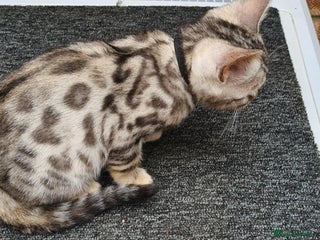 Bengal cats - Advert 3
