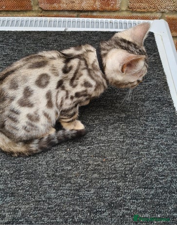 Bengal cats - Advert 4
