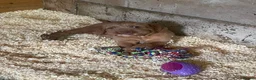Hungarian Vizsla dogs for sale: 🐶 Beautiful Wired Haired Hungarian Visla Puppies in Saint Helens - Advert 7