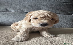 Cockapoo dogs for sale: F1BB Toy Cockapoo puppies - Image 9