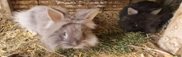 Lionhead rabbits for sale: Cute fluffy friendly lionhead babies-2boys left - Advert 16