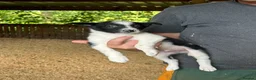 Border Collie dogs for sale: ISDS registered pups - Advert 5