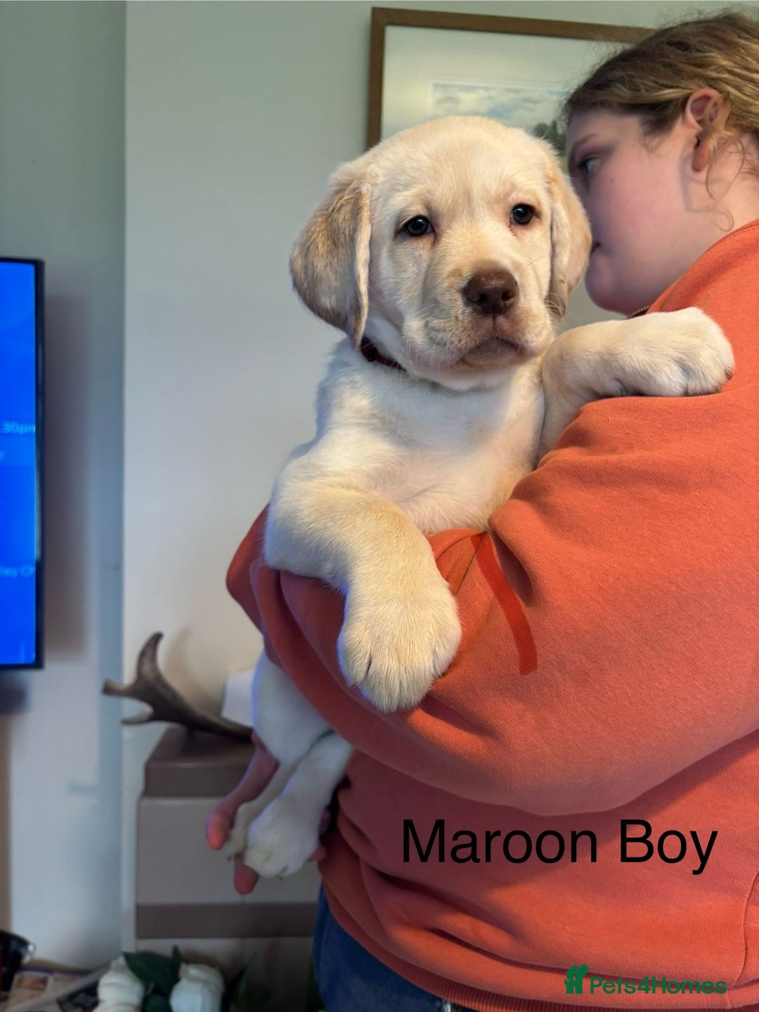 Labrador Retriever dogs for sale: Beautiful chunky labs  - Advert 7