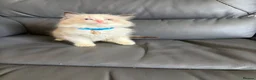 Ragdoll cats for sale: 6 perfect ragdoll kittens - Advert 10