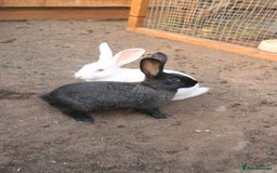 New Zealand rabbits for sale: 11 week old New Zealand Kits ready now - Image 3