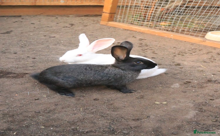 New Zealand rabbits - Advert 1
