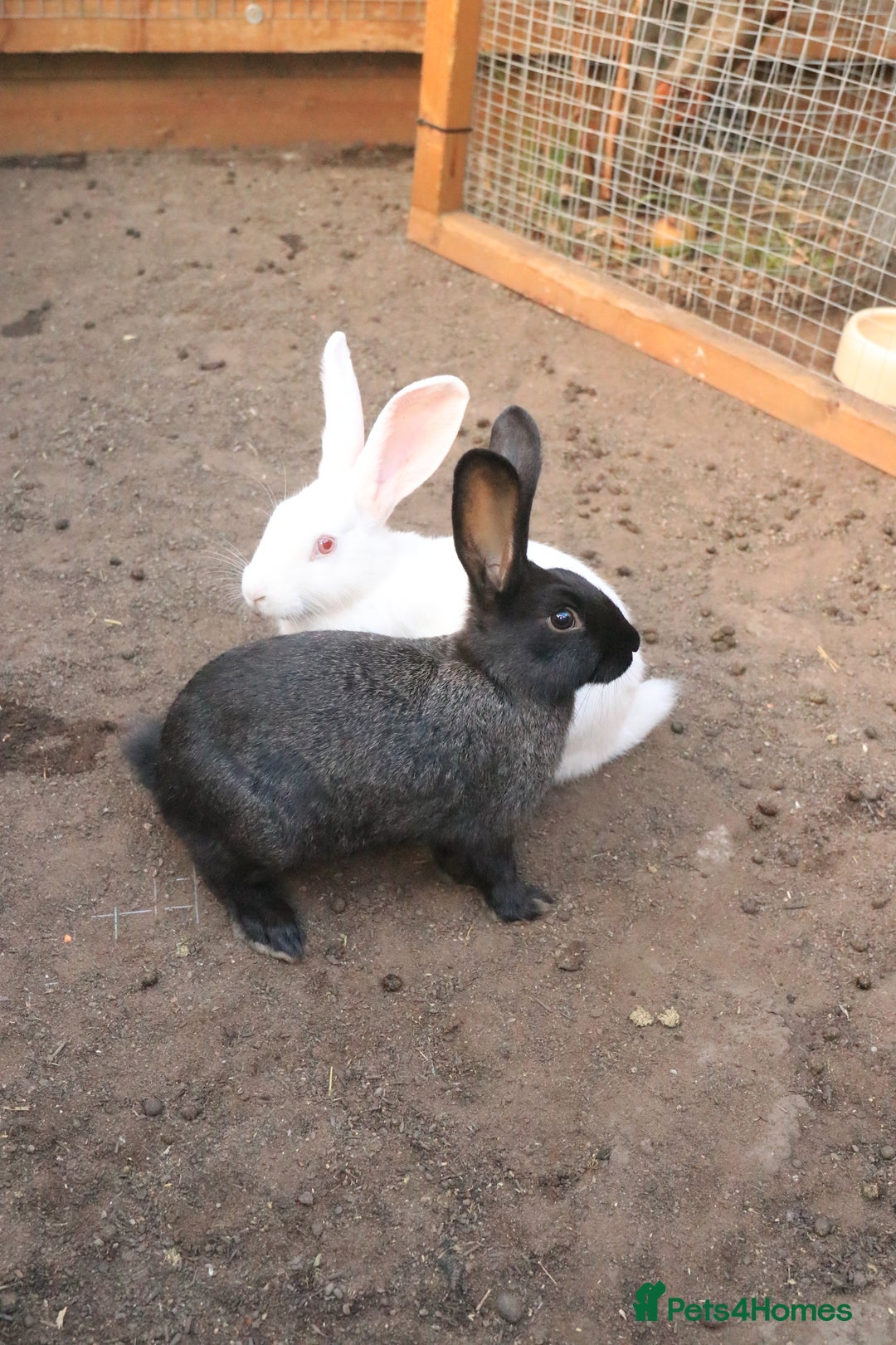 New Zealand rabbits for sale: 11 week old New Zealand Kits ready now - Image 3