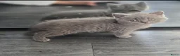 British Shorthair cats for sale:  British  Shorthair  kittens  - Advert 8