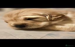 Golden Retriever dogs for sale: Beautiful chunky cream/golden retrievers  - Image 5