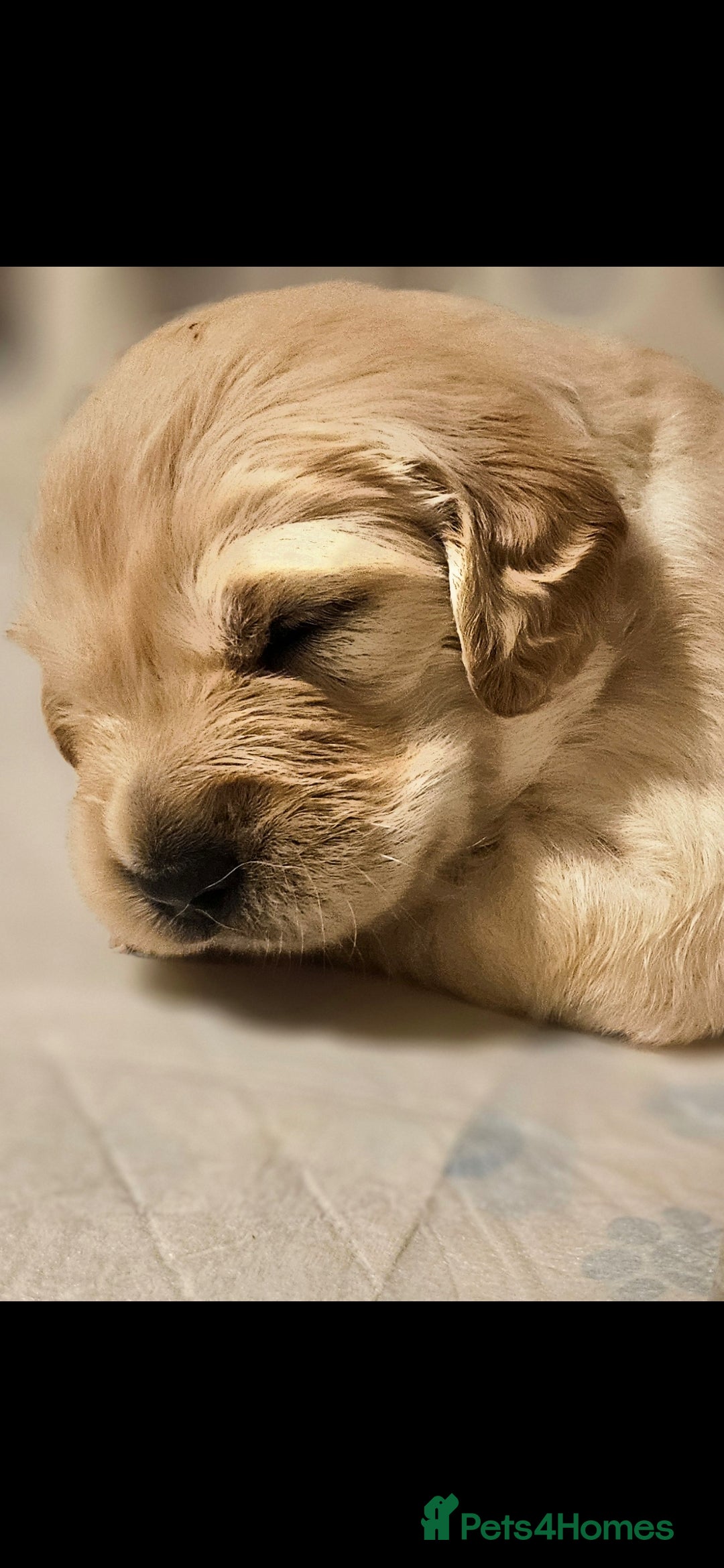Golden Retriever dogs for sale: Beautiful chunky cream/golden retrievers  - Image 5
