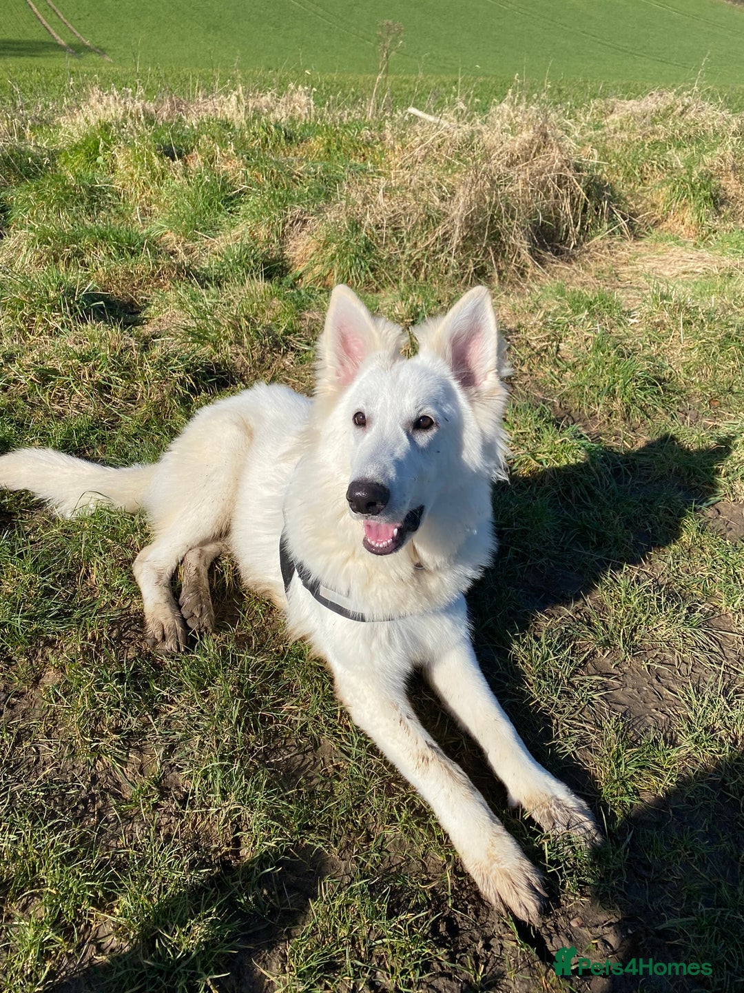 White Swiss Shepherd dogs for stud: Stunning KC WSS for stud  in Arundel - Image 5