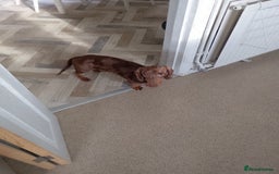 Dachshund dogs for sale: 3 year male dachshund  - Image 6