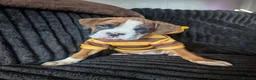 Boxer dogs for sale: Stunning boxer puppies  - Advert 5