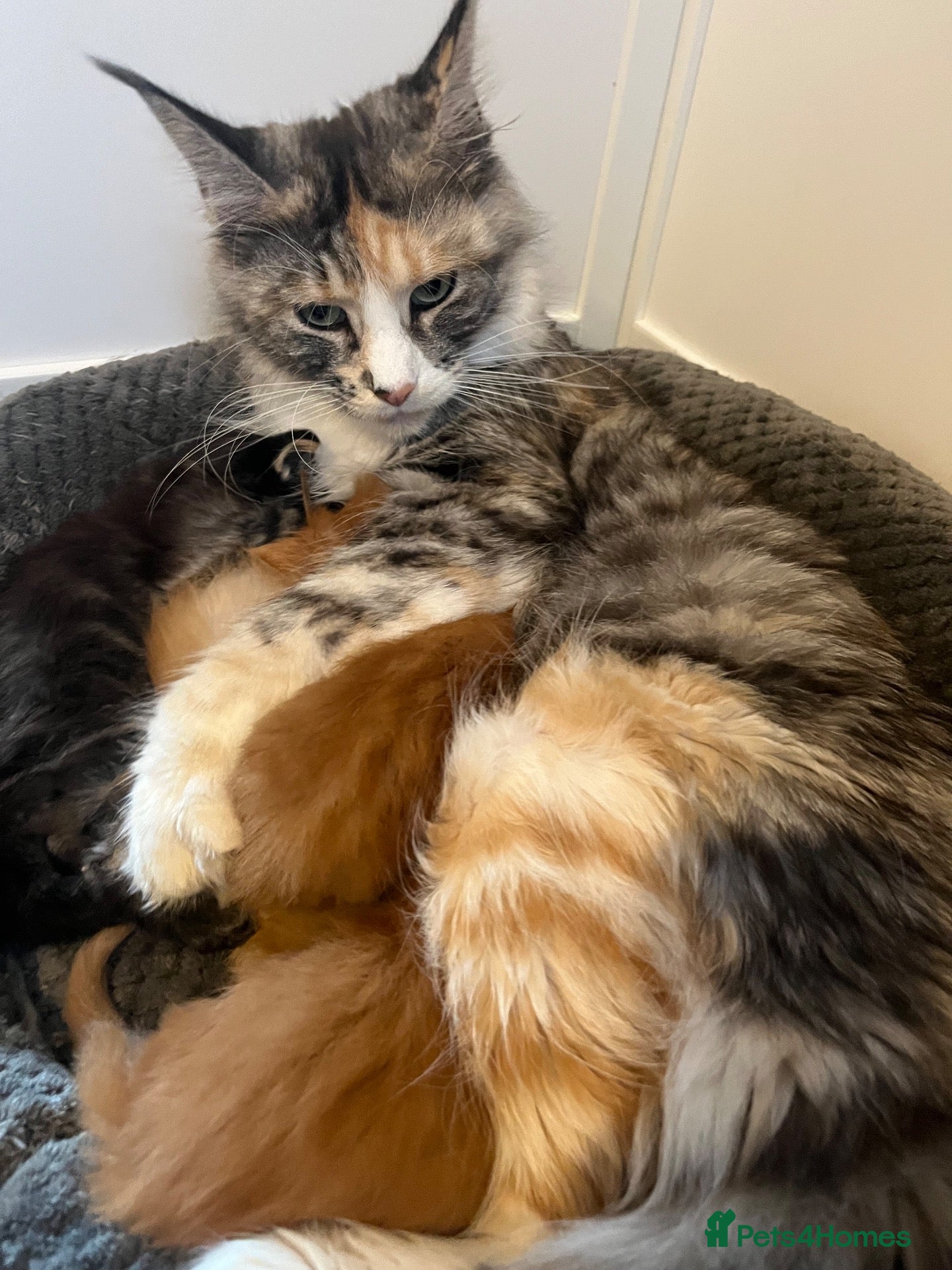 Maine Coon cats Pedigree Maine coon kittens  - Advert 1