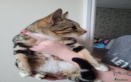 Mixed Breed cats for sale: Half bengal male cat - Image 4