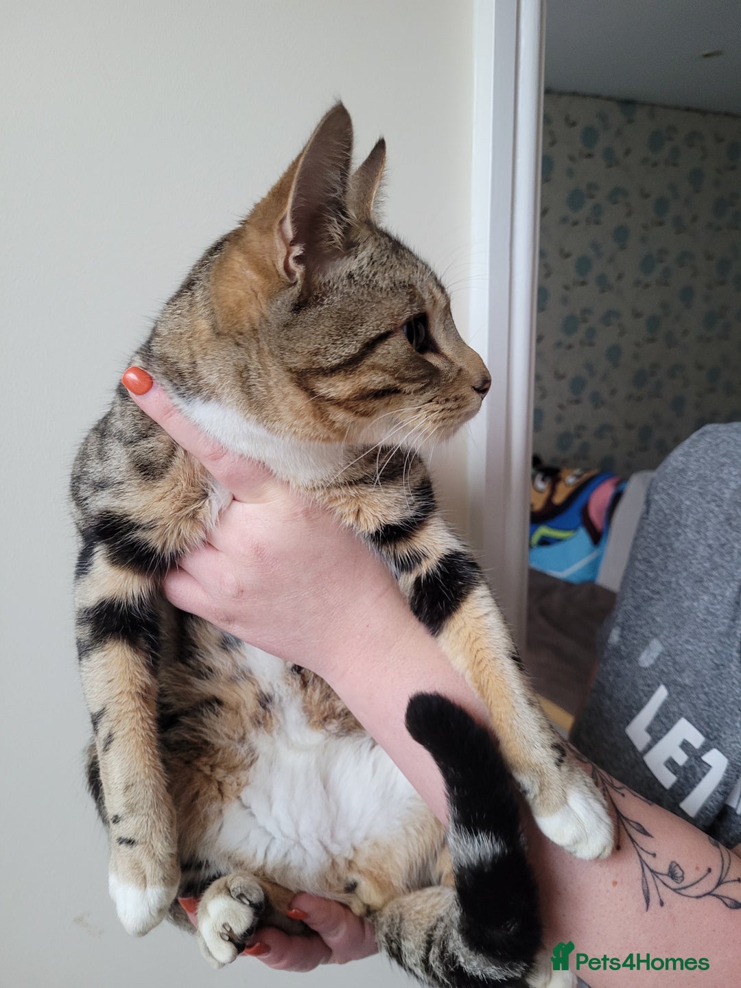 Mixed Breed cats for sale: Half bengal male cat - Image 4