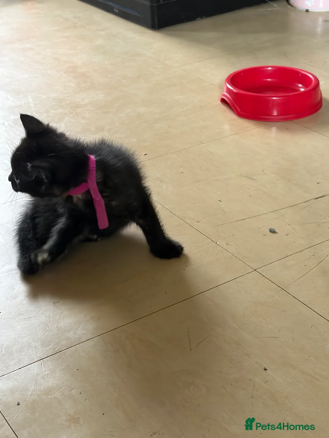 Mixed Breed cats for sale: Black kittens - Advert 2