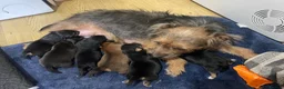 Jack Russell dogs for sale: Jack Russell puppies  - Advert 1