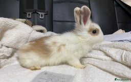 Mixed Breed rabbits for sale: Beautiful Bunnies Ready For New Homes - Advert 12