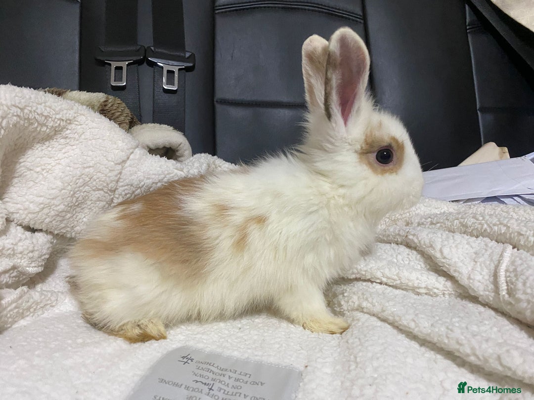 Mixed Breed rabbits for sale: Beautiful Bunnies Ready For New Homes - Advert 12