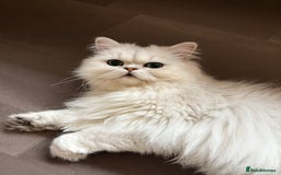 Persian cats for sale: Athena- Persian Chinchilla  - Image 1