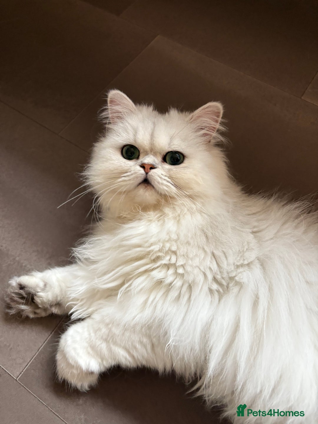Persian cats for sale: Athena- Persian Chinchilla  - Image 1