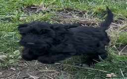 Cockapoo dogs for sale: F1 unique cockerpoo pups  - Image 16