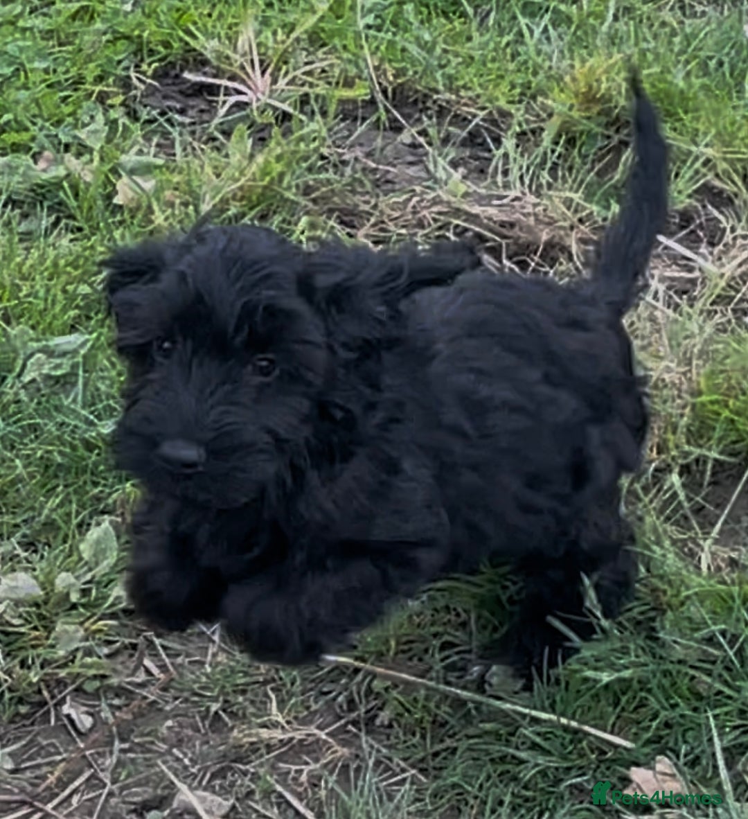 Cockapoo dogs for sale: F1 unique cockerpoo pups  - Image 16