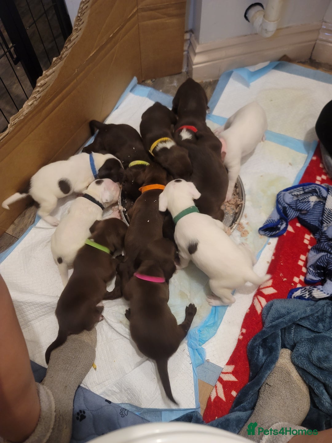Springador dogs for sale: Lovly puppies  - Image 2